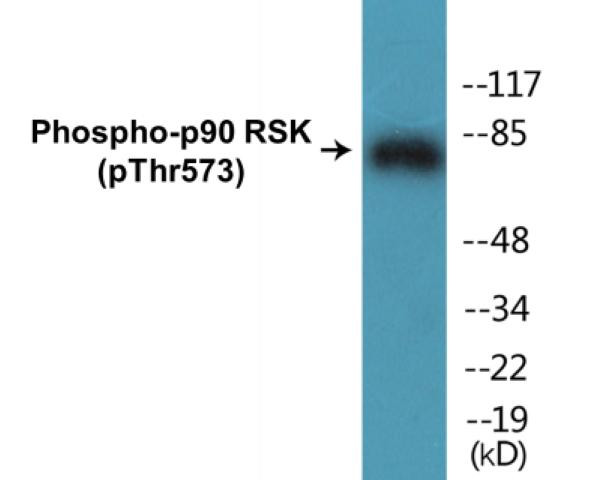 p90 RSK (Phospho-Thr573)Colorimetric Cell-Based ELISA Kit (CBCAB00140)