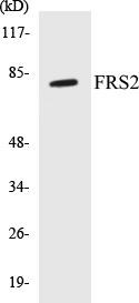 FRS2 Colorimetric Cell-Based ELISA Kit (CBCAB00174)