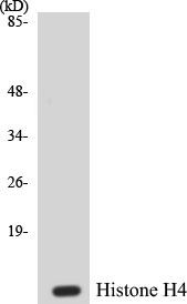 Histone H4 Colorimetric Cell-Based ELISA Kit (CBCAB00179)