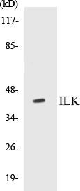 ILK Colorimetric Cell-Based ELISA Kit (CBCAB00181)