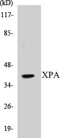 XPA Colorimetric Cell-Based ELISA Kit (CBCAB00208)