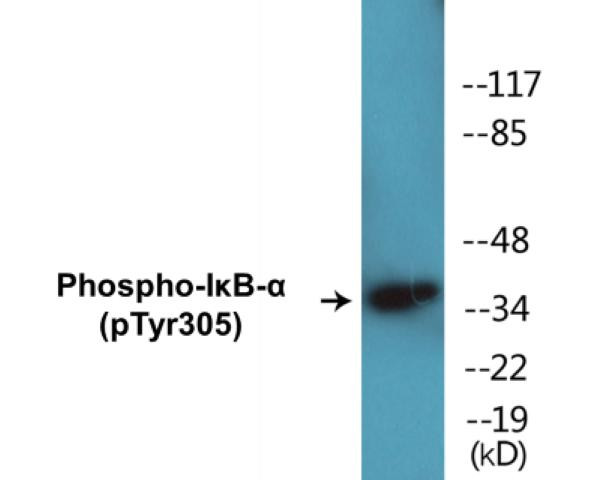IkappaB-alpha (Phospho-Tyr305)Colorimetric Cell-Based ELISA Kit (CBCAB00246)