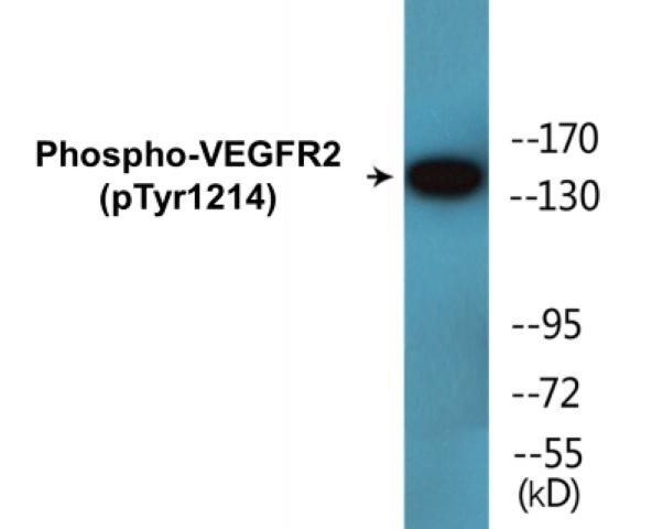 VEGFR2 (Phospho-Tyr1214)Colorimetric Cell-Based ELISA Kit (CBCAB00261)