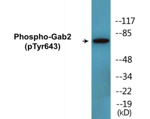 Gab2 (Phospho-Tyr643)Colorimetric Cell-Based ELISA Kit (CBCAB00267)
