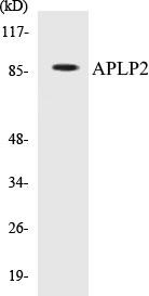 APLP2 Colorimetric Cell-Based ELISA Kit (CBCAB00273)
