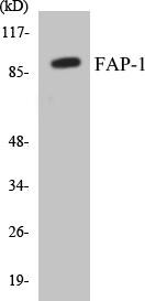 FAP-1 Colorimetric Cell-Based ELISA Kit (CBCAB00299)