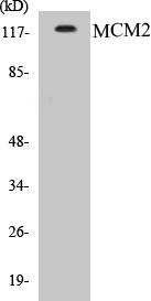 MCM2 Colorimetric Cell-Based ELISA Kit (CBCAB00327)