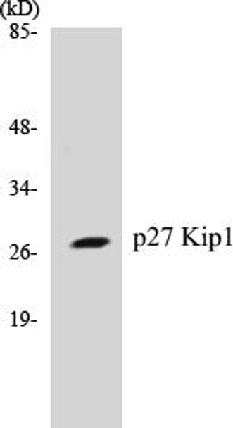 p27 Kip1 Colorimetric Cell-Based ELISA Kit (CBCAB00339)
