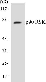 p90 RSK Colorimetric Cell-Based ELISA Kit (CBCAB00344)