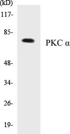 PKC alpha Colorimetric Cell-Based ELISA Kit (CBCAB00351)