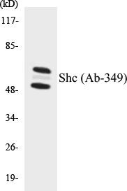 Shc Colorimetric Cell-Based ELISA Kit (CBCAB00359)