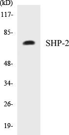 SHP-2 Colorimetric Cell-Based ELISA Kit (CBCAB00361)