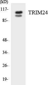 TRIM24 Colorimetric Cell-Based ELISA (CBCAB00375)