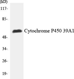 Cytochrome P450 2C19 Colorimetric Cell-Based ELISA (CBCAB00390)