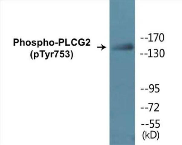 PLCG2 (Phospho-Tyr753)Colorimetric Cell-Based ELISA Kit (CBCAB00401)