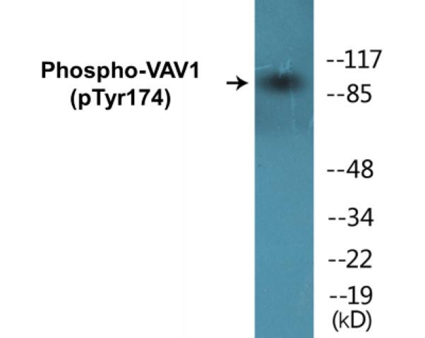 VAV1 (Phospho-Tyr174)Colorimetric Cell-Based ELISA Kit (CBCAB00404)