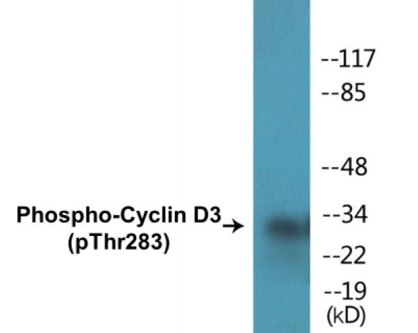 Cyclin D3 (Phospho-Thr283)Colorimetric Cell-Based ELISA Kit (CBCAB00408)