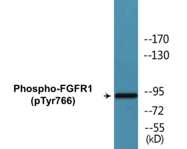 FGFR1 (Phospho-Tyr766)Colorimetric Cell-Based ELISA Kit (CBCAB00417)