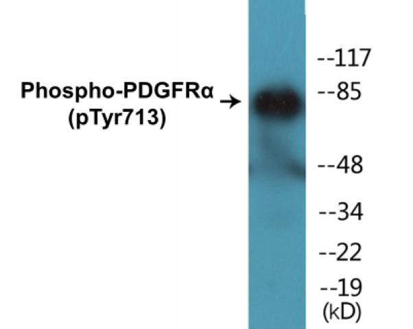 PDGFRalpha (Phospho-Tyr713)Colorimetric Cell-Based ELISA Kit (CBCAB00426)
