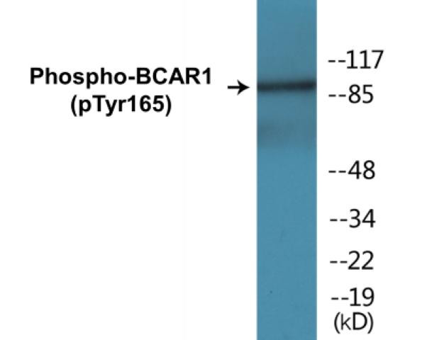 BCAR1 (Phospho-Tyr165)Colorimetric Cell-Based ELISA Kit (CBCAB00434)