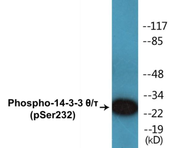 14-3-3 theta/tau (Phospho-Ser232)Colorimetric Cell-Based ELISA Kit (CBCAB00436)