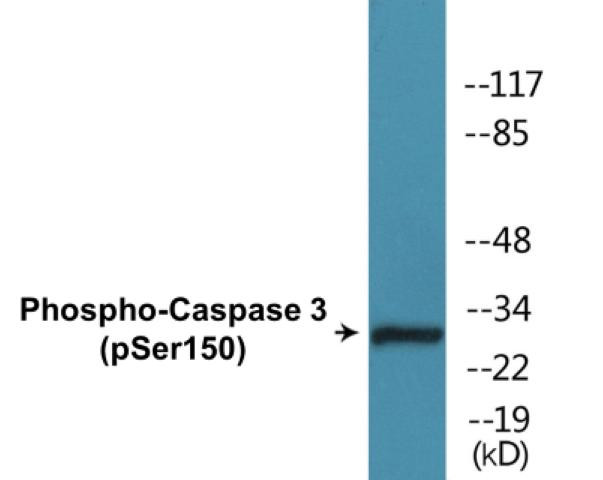 Caspase 3 (Phospho-Ser150)Colorimetric Cell-Based ELISA Kit (CBCAB00441)