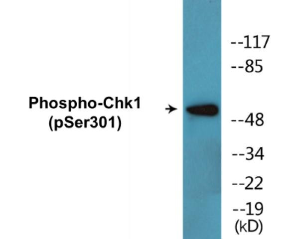 Chk1 (Phospho-Ser301)Colorimetric Cell-Based ELISA Kit (CBCAB00444)