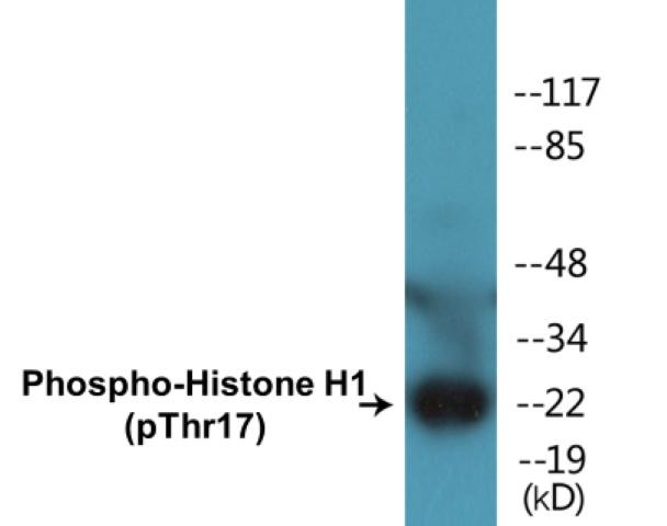 Histone H1 (Phospho-Thr17)Colorimetric Cell-Based ELISA Kit (CBCAB00445)