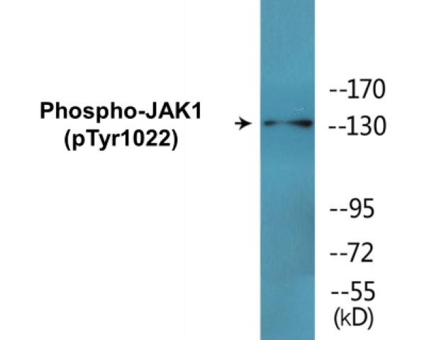 JAK1 (Phospho-Tyr1022)Colorimetric Cell-Based ELISA Kit (CBCAB00470)