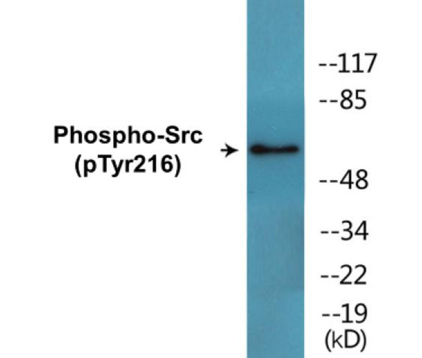 Src (Phospho-Tyr216)Colorimetric Cell-Based ELISA Kit (CBCAB00500)