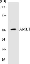 AML1 Colorimetric Cell-Based ELISA Kit (CBCAB00523)