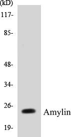 Amylin Colorimetric Cell-Based ELISA Kit (CBCAB00525)