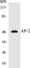 AP-2 Colorimetric Cell-Based ELISA Kit (CBCAB00528)