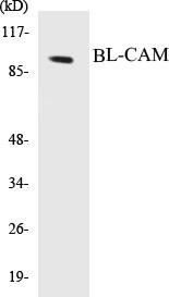 BL-CAM Colorimetric Cell-Based ELISA Kit (CBCAB00547)
