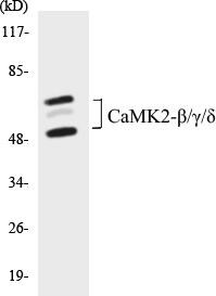 CaMK2-beta/gamma/delta Colorimetric Cell-Based ELISA Kit (CBCAB00560)