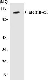 Catenin-alpha1 Colorimetric Cell-Based ELISA Kit (CBCAB00565)