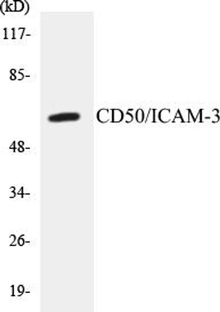 CD50/ICAM-3 Colorimetric Cell-Based ELISA Kit (CBCAB00571)