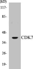 CDK7 Colorimetric Cell-Based ELISA Kit (CBCAB00577)