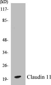 Claudin 11 Colorimetric Cell-Based ELISA Kit (CBCAB00584)