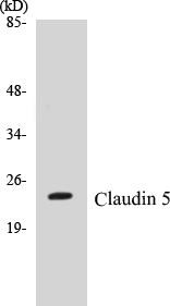 Claudin 5 Colorimetric Cell-Based ELISA Kit (CBCAB00587)