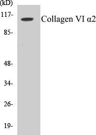 Collagen VI alpha2 Colorimetric Cell-Based ELISA Kit (CBCAB00594)