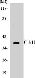 CrkII Colorimetric Cell-Based ELISA Kit (CBCAB00600)