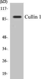 Cullin 1 Colorimetric Cell-Based ELISA Kit (CBCAB00605)