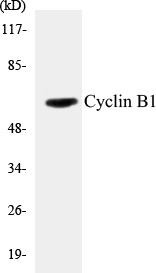 Cyclin B1 Colorimetric Cell-Based ELISA Kit (CBCAB00609)