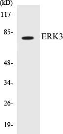 ERK3 Colorimetric Cell-Based ELISA Kit (CBCAB00648)