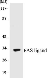 FAS ligand Colorimetric Cell-Based ELISA Kit (CBCAB00654)