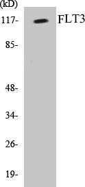 FLT3 Colorimetric Cell-Based ELISA Kit (CBCAB00659)