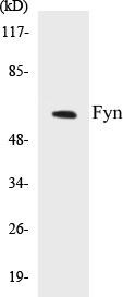 Fyn Colorimetric Cell-Based ELISA Kit (CBCAB00664)