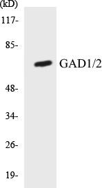 GAD1/2 Colorimetric Cell-Based ELISA Kit (CBCAB00668)