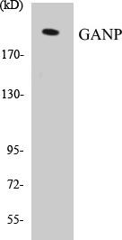 GANP Colorimetric Cell-Based ELISA Kit (CBCAB00669)